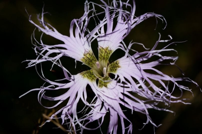 Conservation strategies for the endangered Dianthus superbus in Latvia