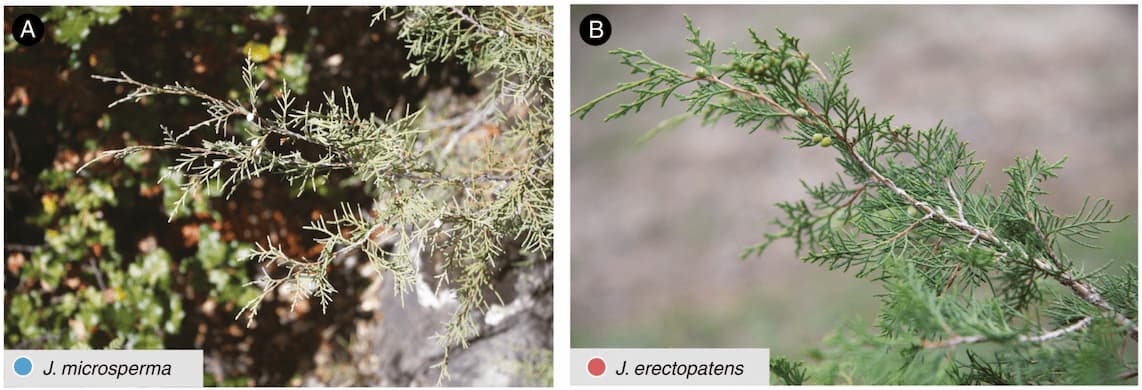 Evolutionary history of two rare conifers from the Qinghai–Tibet Plateau