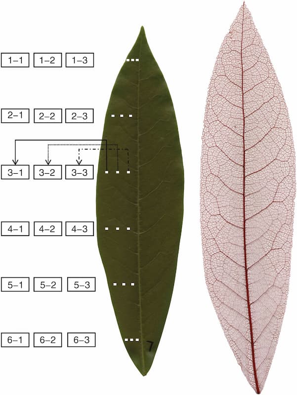 Spatial arrangement of stomata in Michelia