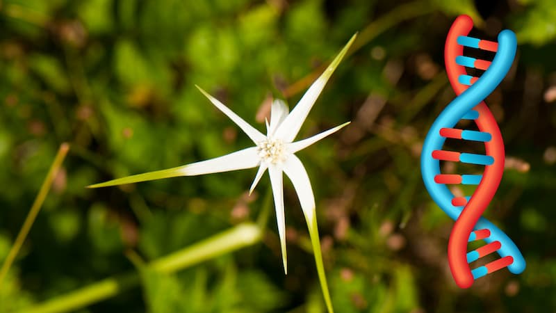 Target capture sequencing for investigating repetitive DNA