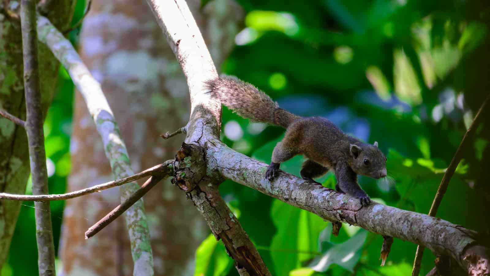 Asian squirrels go nuts for nectar