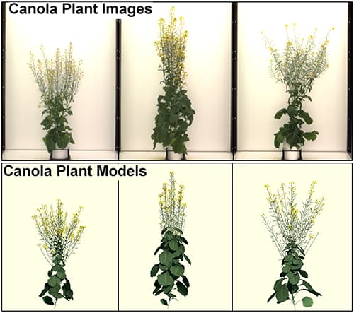 Sample canola plants with contrasting architectures (top) and their calibrated models (bottom).