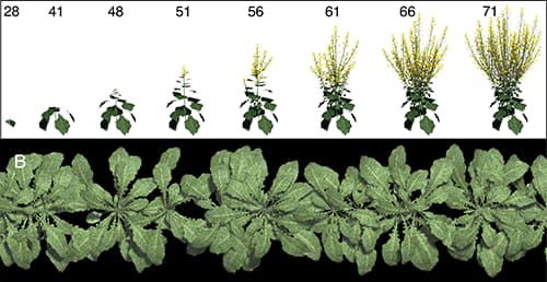 Simulated canola plants