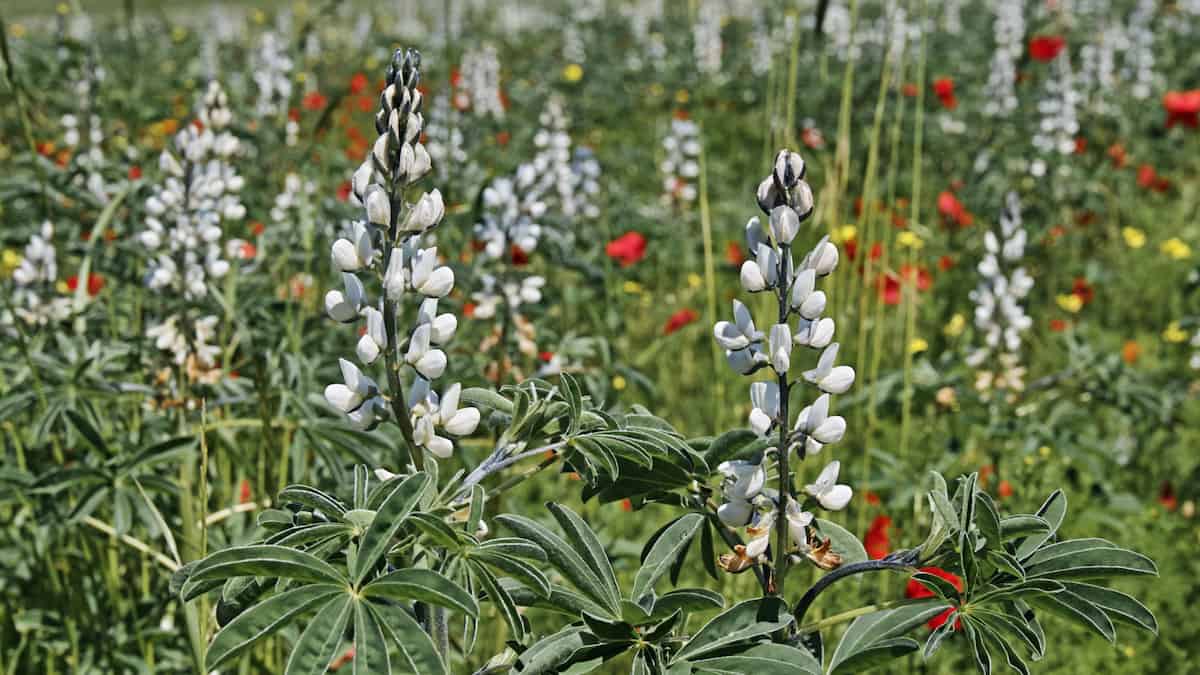 A class of chemicals that produce many of the colours of petals also regulates root response in White Lupins