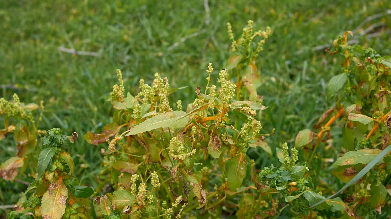 Herbivores can cause dioecious plants to partly swap sex