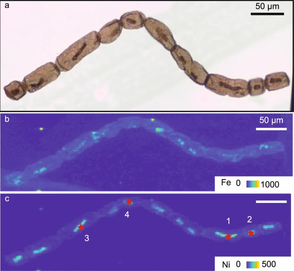 What does chlorophyll leave behind after a billion years?