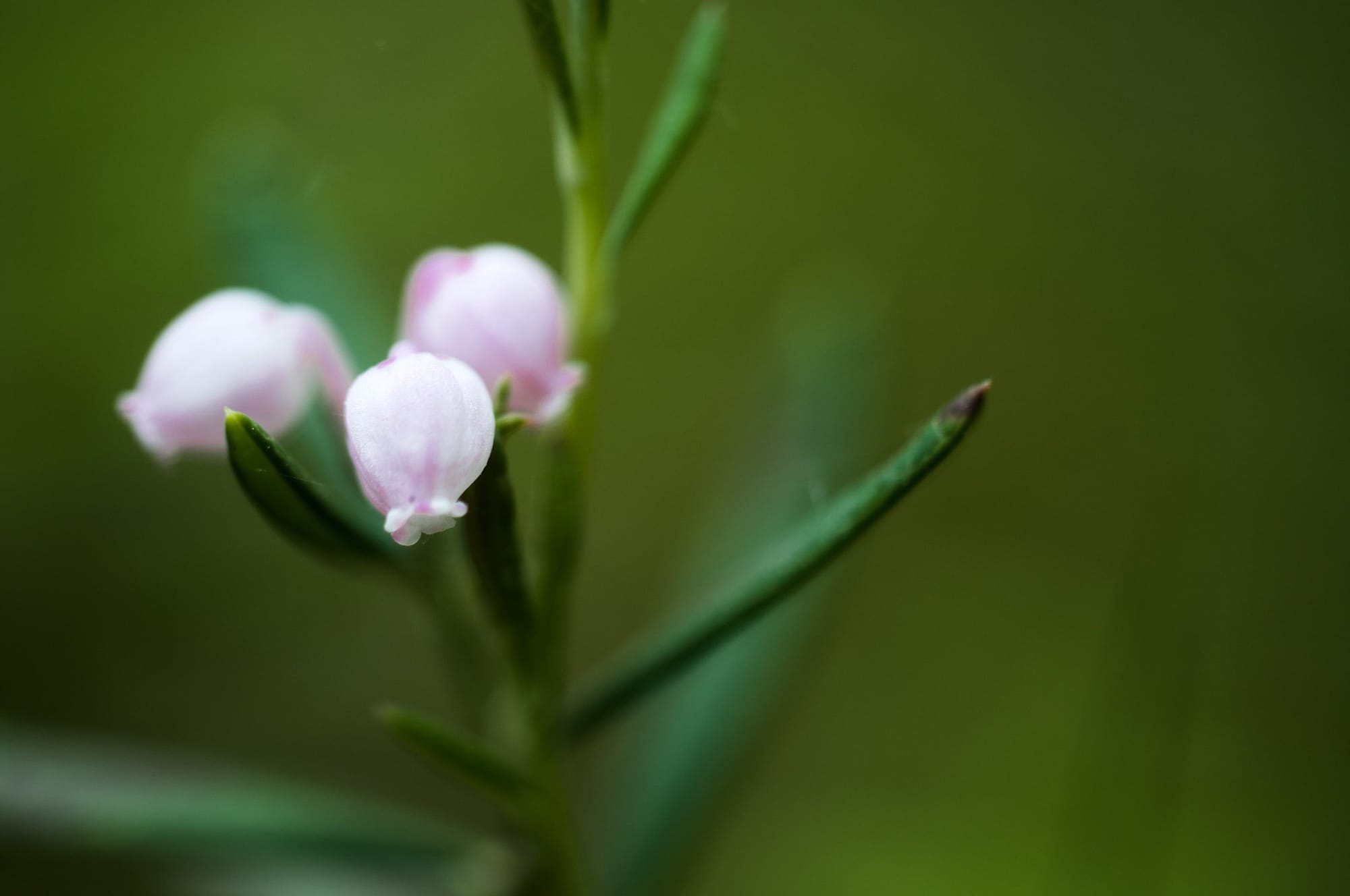 Can field botany be effectively taught as a distance course?