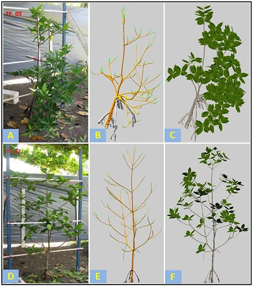There are two mangrove trees. Each shows a progression of actual photo, reconstructed geometry of branch and roots, and the final simulation is a refoliated mangrove model. The final simulation is realistic and similar to the photo.