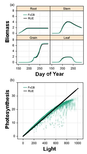 There are two graphs. Above, is a graph of day of year on the X axis and bio mass on the Y axis. This is split into 4 plant components: root, stem, grain, and leaf. Output for simulations using the mechanistic FvCB model for C3 photosynthesis and the empirical RUE model are similar. Below is a graph of light on the X axis and bio photosynthesis on the Y axis. In the RUE model, there is a purely linear relationship, while in the FvCB model, photosynthesis eventually begins to level off at higher light intensities.