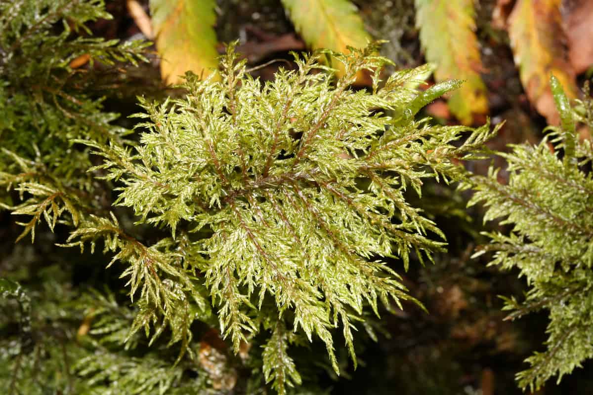 What does cyanobacteria look for in a good moss host?