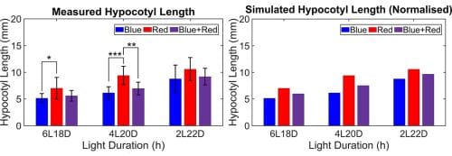 Experimental measurements of hypocotyl length confirm simulated hypocotyl length under red, blue and red/blue light.