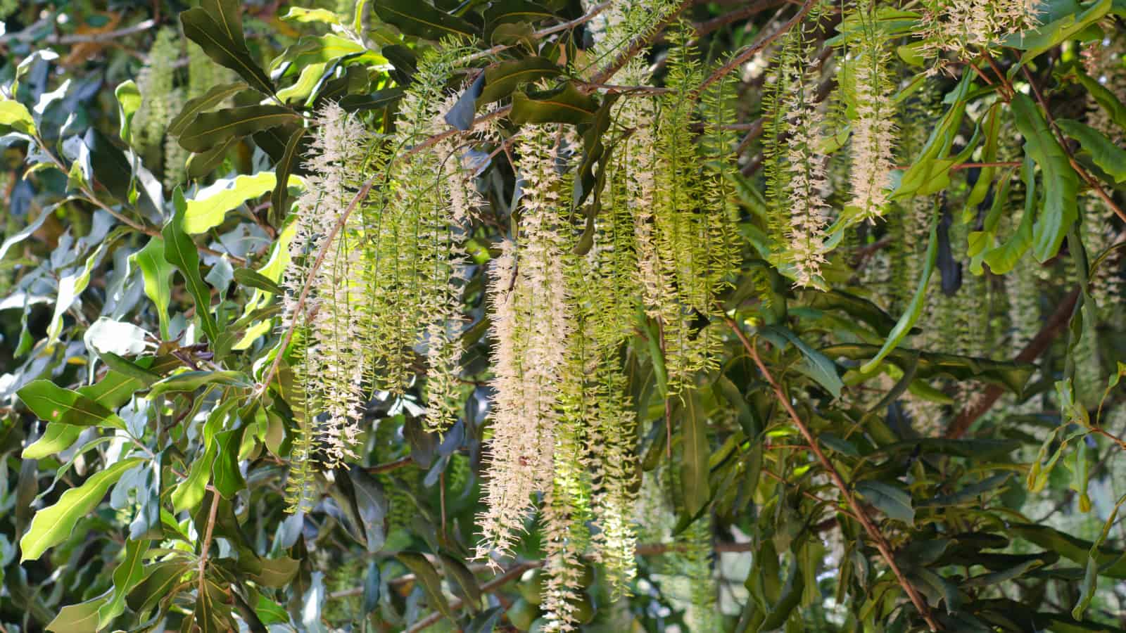 With hundreds of thousands of flowers, macadamia can be limited by not getting enough pollen