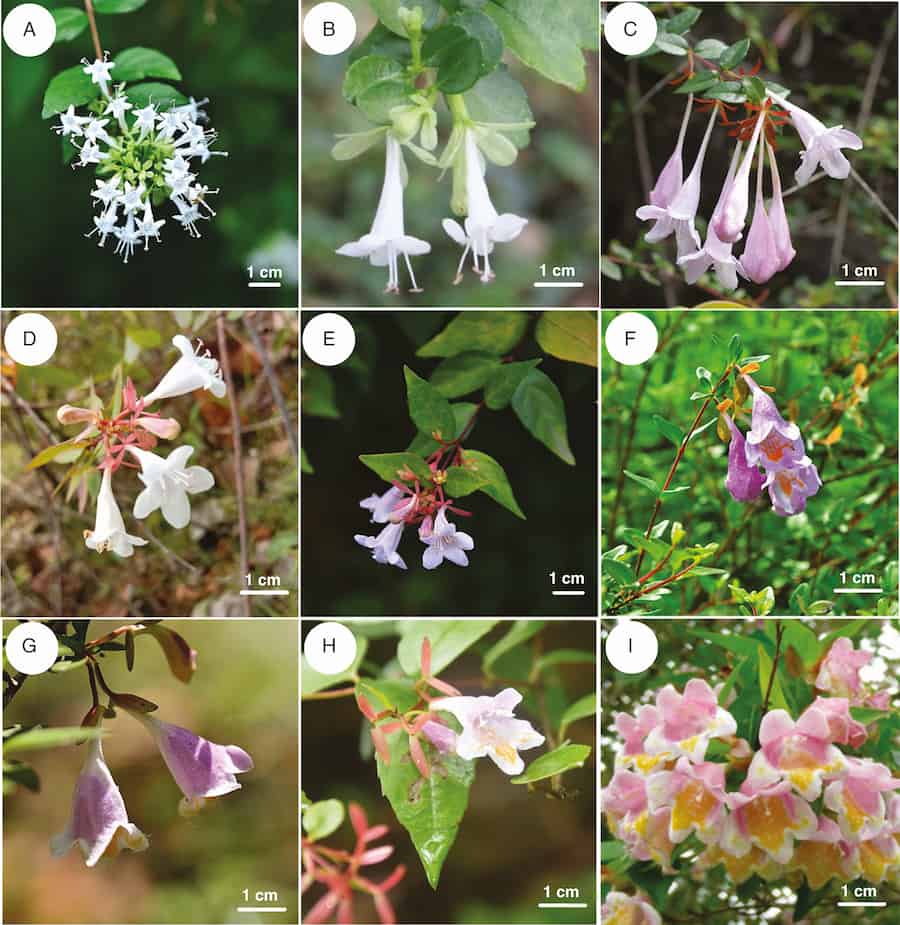 Phylogenomic analyses of the East Asian endemic Abelia