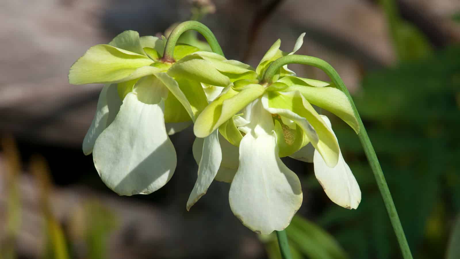 What happens to carnivorous plants when the insects bite back?