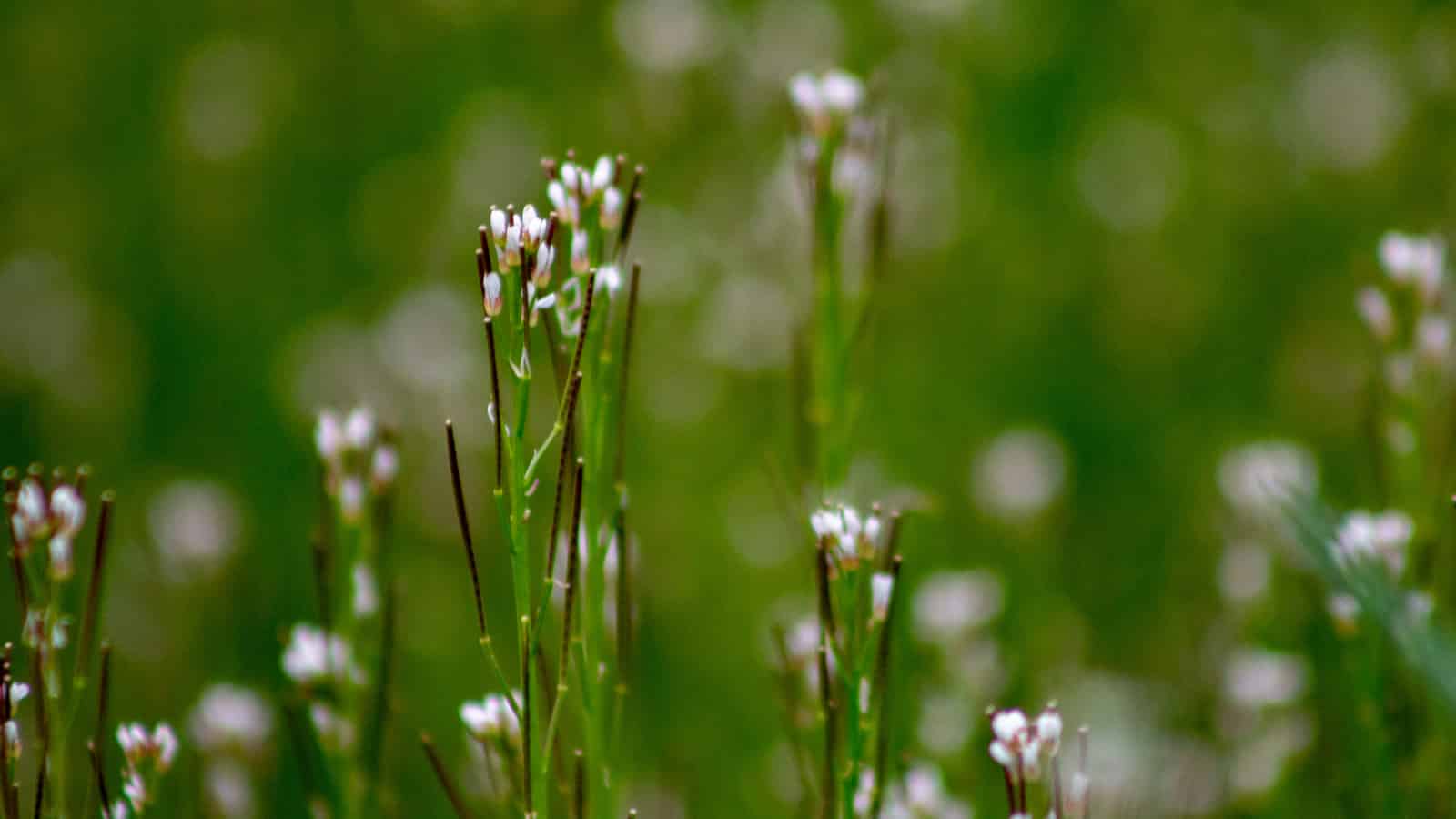 How does a plant vary across its range?