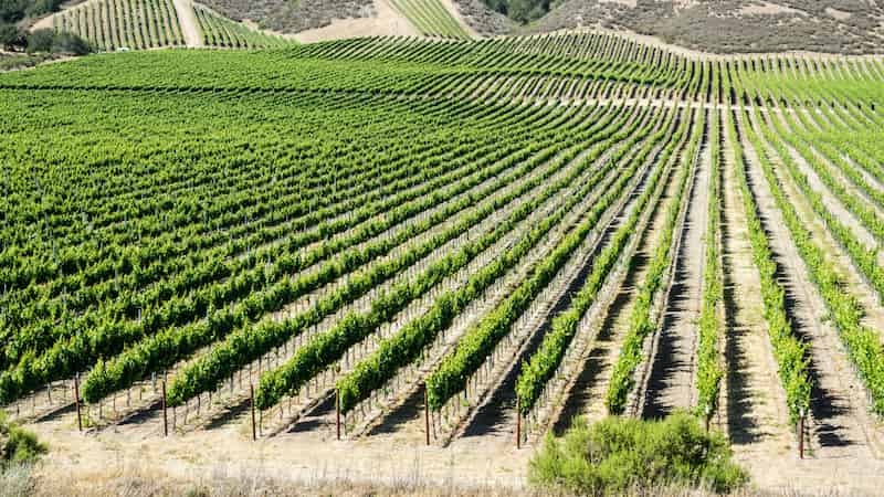 Root water relations and drought tolerance