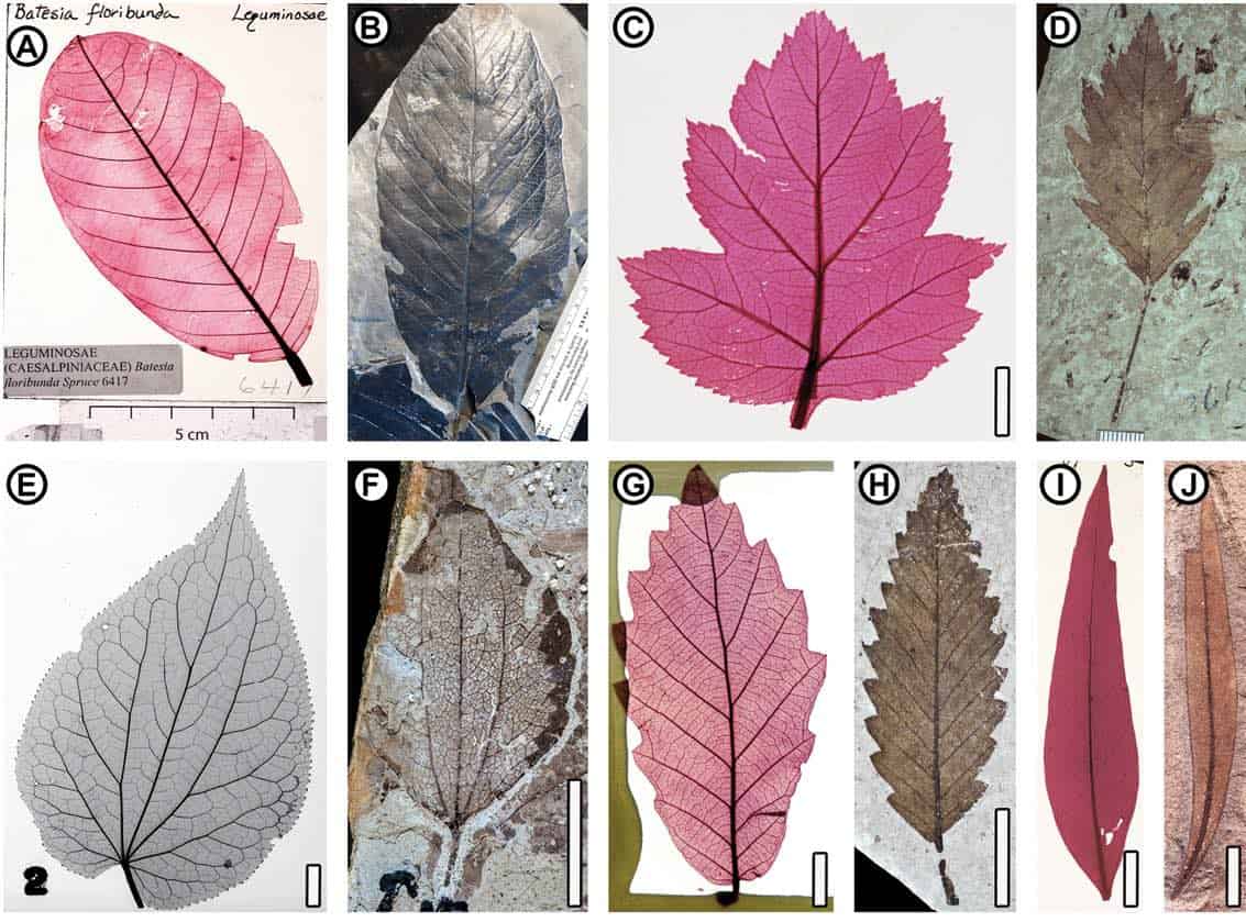 New Leaf Database Could Help Identify Extinct Plants
