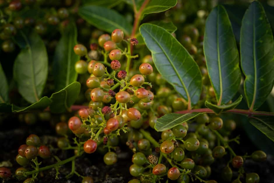 Phylogeography of the invasive Brazilian peppertree in South Africa