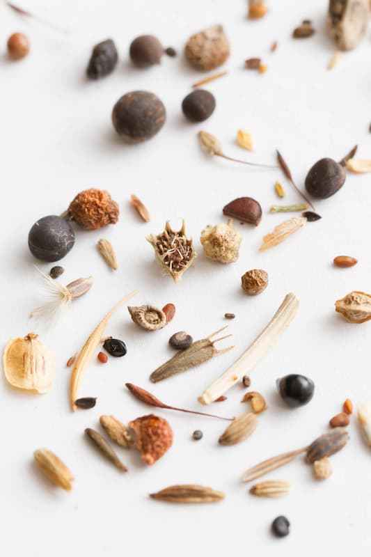 Long seeds and short seeds Spiky seeds and smooth seeds. Seeds that fly through the air and seeds that go thunk on the ground.