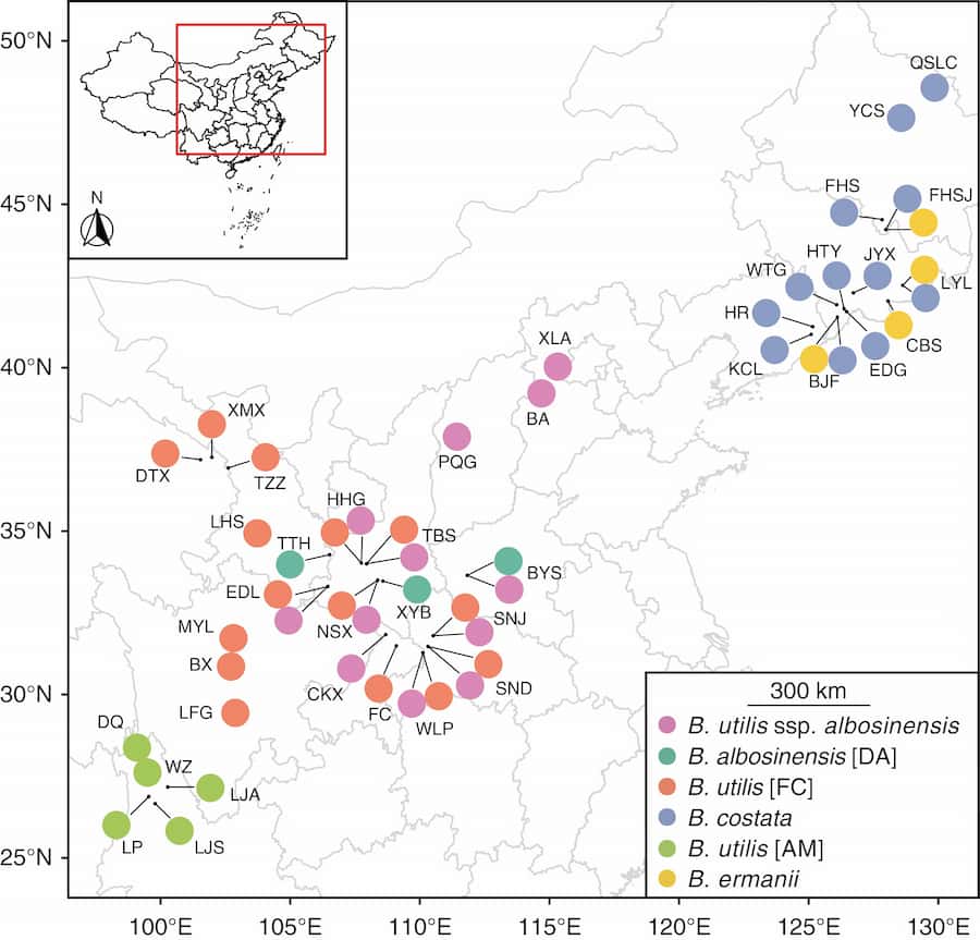 Species delimitation and a new Betula species in section Costatae
