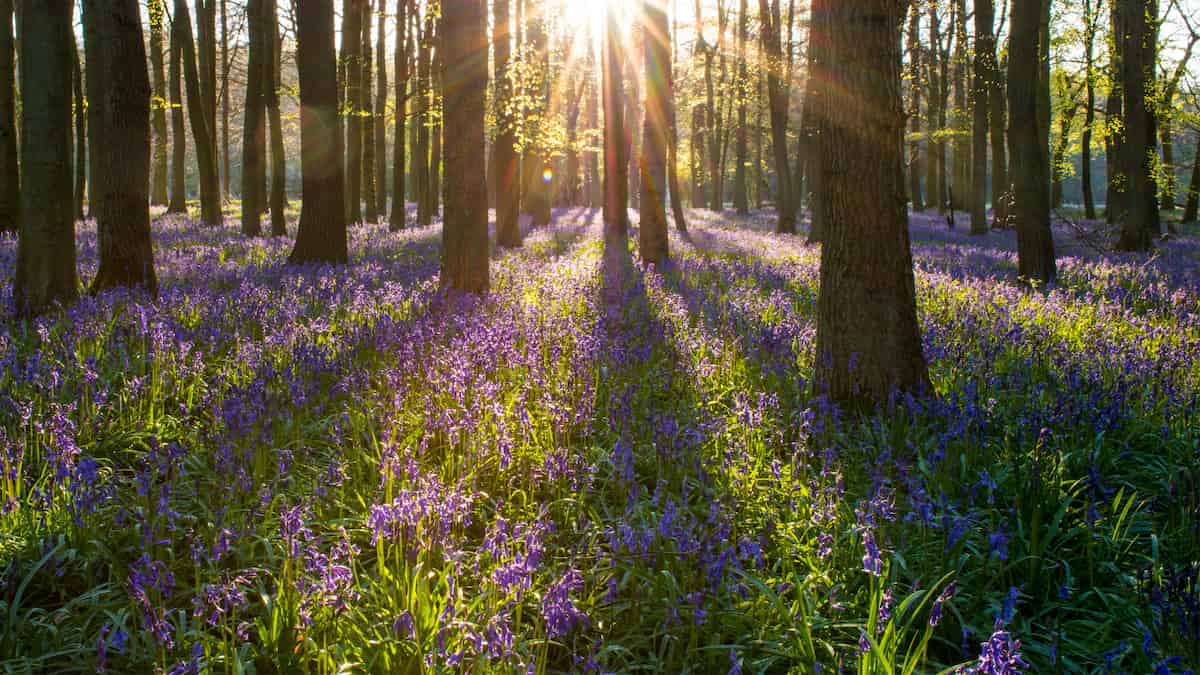 Spring is coming a week earlier to European forests