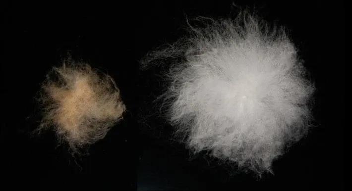 Two cotton seeds with associated fiber. The wild seed on the left has shorter, sparce brown fiber.  The domestic seed on the right has longer, dense white fiber.