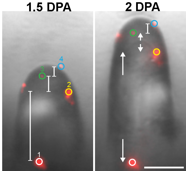 A developing fiber is labeled with fluorescent particles. The particles allow  movement to be measured. Over half a day, particles at the tip have not moved apart but the axis has moved far away from the base indicating elongation. 