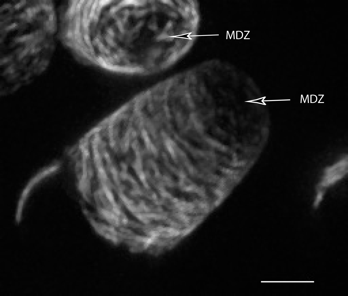 The microtubule-depleted
cytoplasm near the apex  shows a 90 degree orientation from the tip