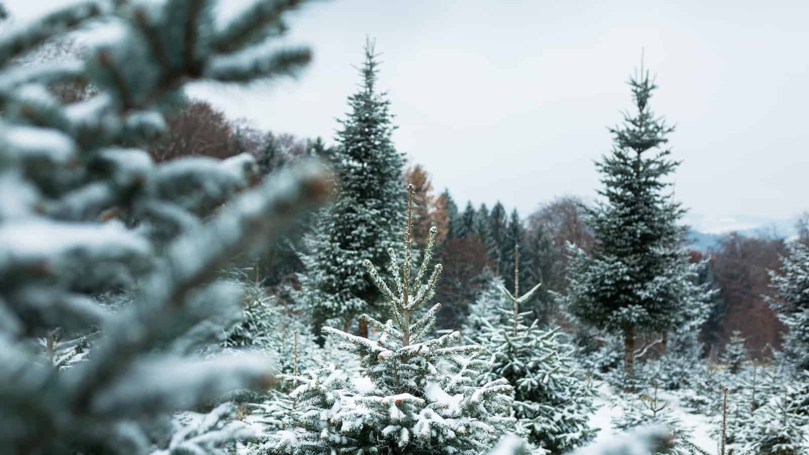 Every day is like Christmas for some declining farmland birds
