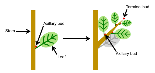 The diagram on the left shows a portion of a stem with a single leaf. In the axil of the leaf is a bud. In the diagram on the right, the bud has elongated into a lateral branch.