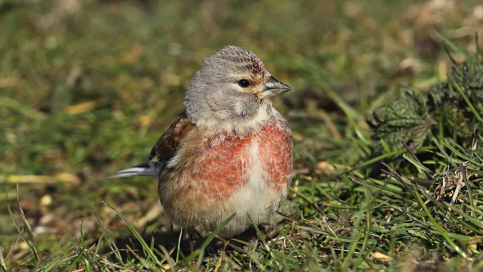 A brown bird with a deep red breast that is definitely not a robin. It looks slightly annoyed about something.