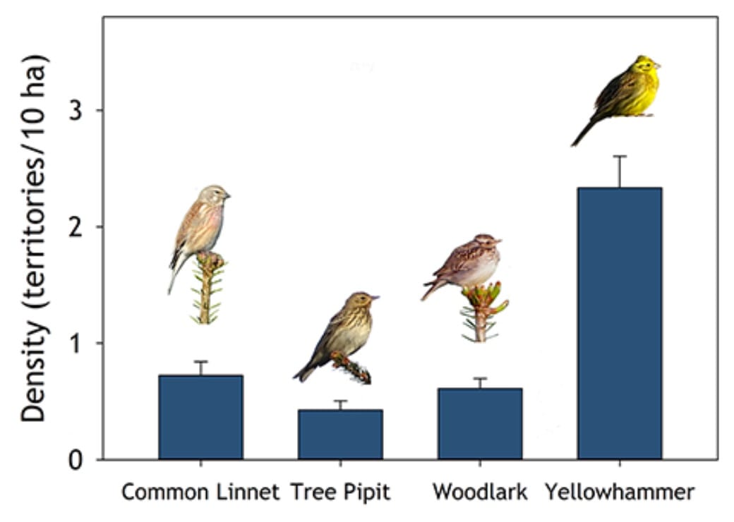 A graph showing relative densities per 10 hectares. Roughly 0.7 for the Linnet. 0.5 for the Pipit, 0.6 for the Woodlark and over 2 for the Yellowhammer.