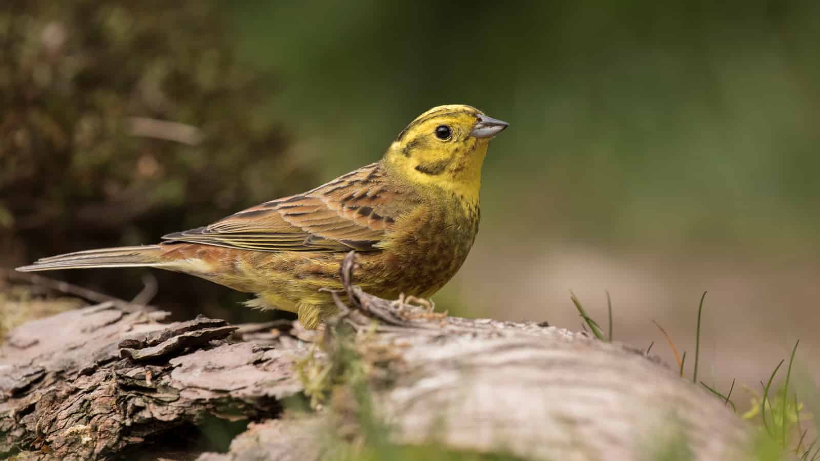A definitely yellow, but not hammer-shaped, bird. Not easily confused with a sparrow or robin. In comparison to the linnet, it looks quite cheery.