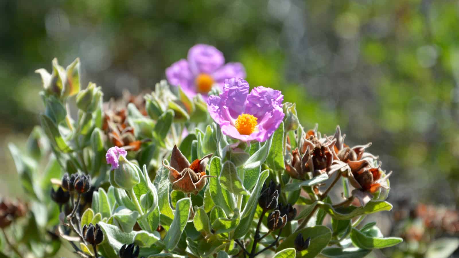 Drought damages a plant’s perfume