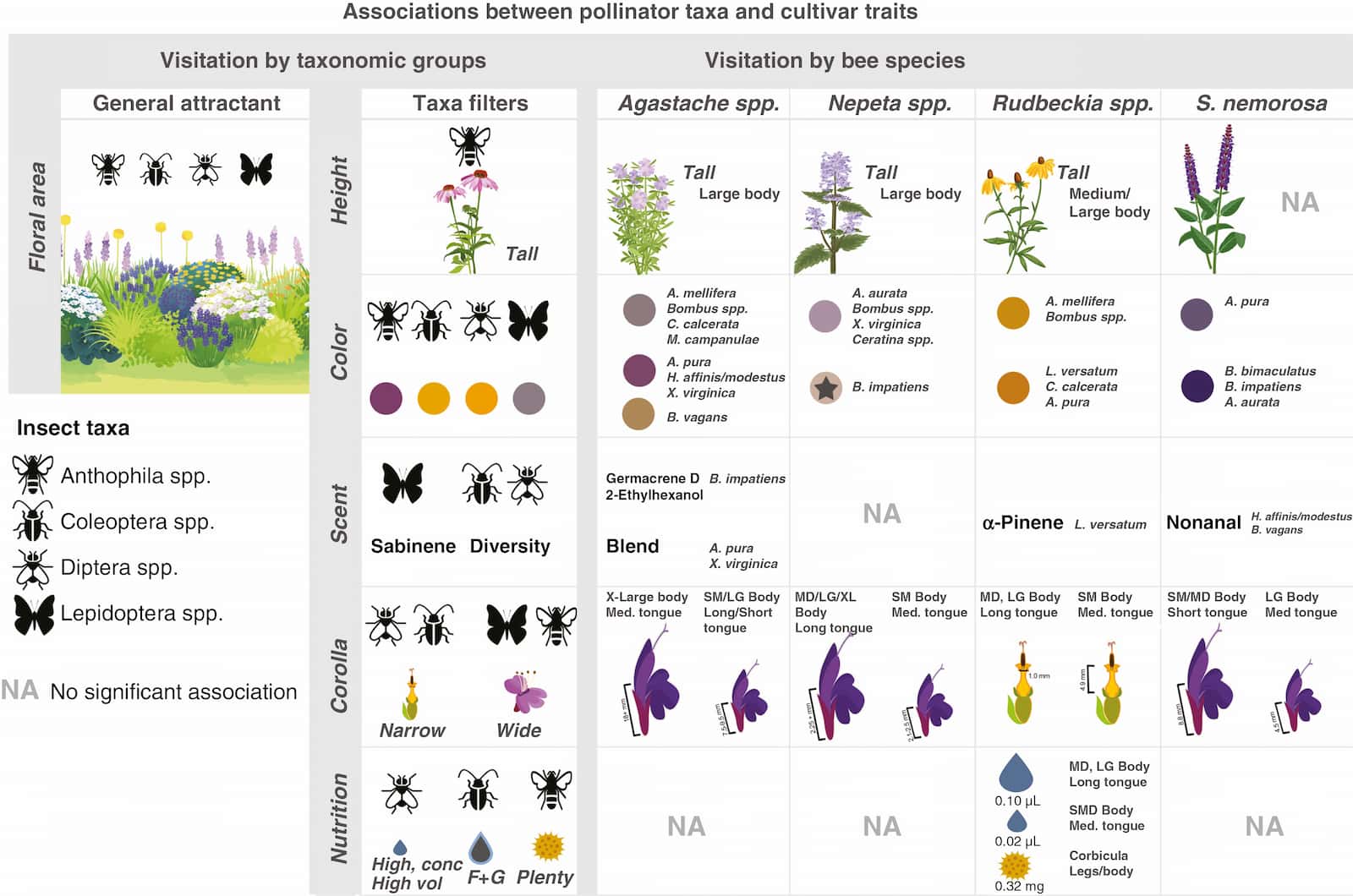 A complex diagram showing associations between flower traits and pollinators. Bees prefer purple flowers, while beetles and flies prefer yellow. Butterflies prefer a colour I cannot identify, being colour blind. Flies and beetles prefer narrow corollas, while bees and butterflies prefer wider flowers. Height and flower length also play a role in pollinator preference. 