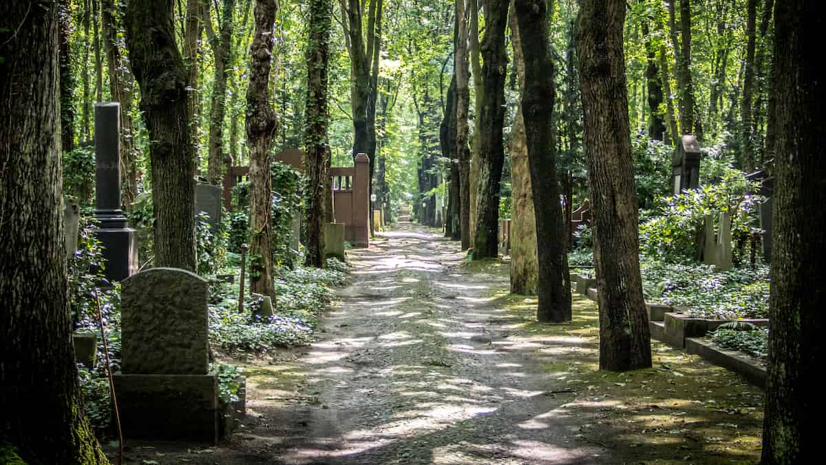 A path cuts through a cemetery. By the sides of the path are trees creating an avenue. Beyond on either side are more trees, giving the impression of a path through the woods, with undergrowth climbing over tree stumps and trunks. A closer inspection reveals some of these trunks and stumps are not trees but memorials. Flecks of light illuminate the cemetery, but the thick canopy means also that much is in shadow.