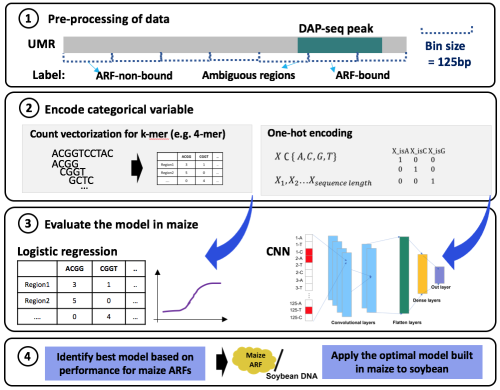 Machine learning used to identify transcription factor-DNA interactions