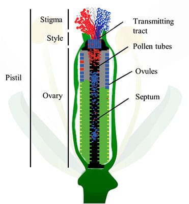 Modelling pollen competition