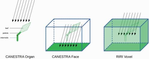 Add visual representation of the three scales that were considered Two intercept light rays in the study. The first scale, CANESTRA organ, shows light rays intercepted by the triangles of a single leaf with petiole and internode. The second scale, CANESTRA face, shows light rays intercepted by the lower face of the voxel where the leaf is located. The third scale, RIRI voxel, shows rays intercepted by the voxel where the organ is localized. 