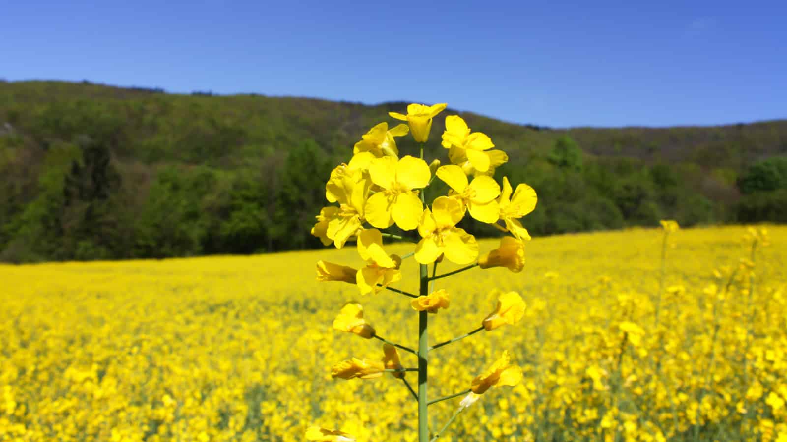 Less Is More When Plants Call for Aid