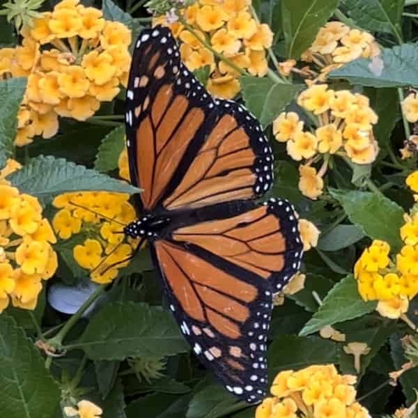 An orange anf black butterfly sat upon a plant with many small inflorescences.