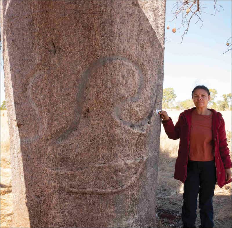 Brenda Garstone holds a scale in what seems an almost futile attempt to measure the size of a boab that would take four people to surround its circumference. The overall effect emphasises the size of even the smallest boab. On the shaded side of the trunk is a carving of a snake, and possibly more.