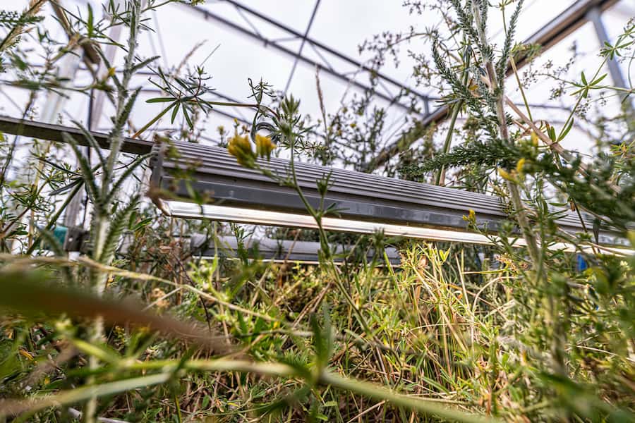 The importance of light for grassland plant diversity