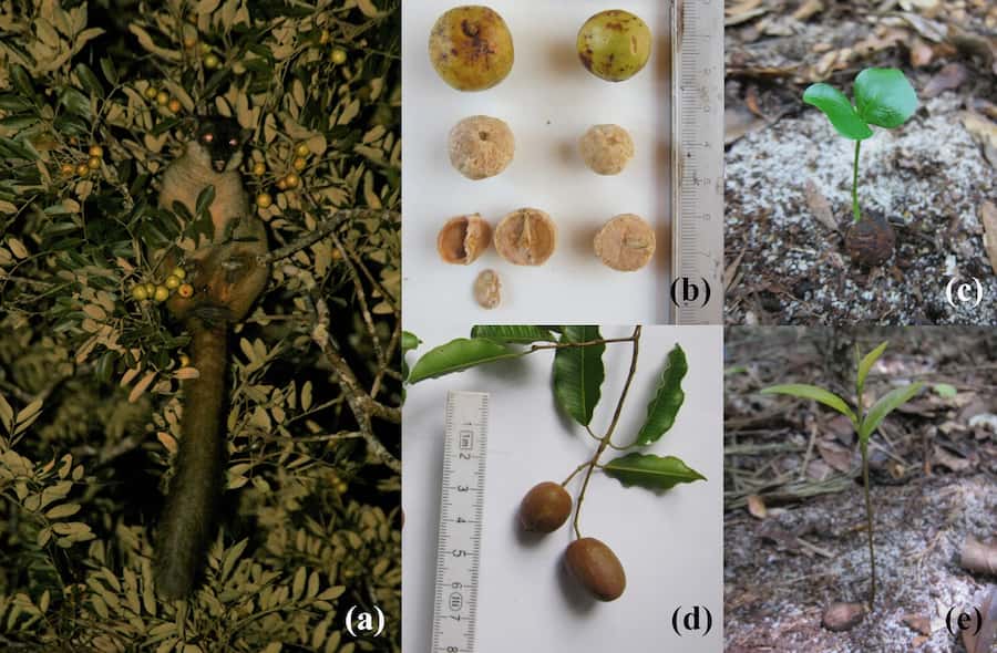 A montage of a four images. A brown lemur in the twilight, looking annoyed that it's been spotted. Some light green spherical fruits and some  brown slightly squashed spherical fruits. At the right are some saplings that look like very small green plants that a herbivore might like to eat.