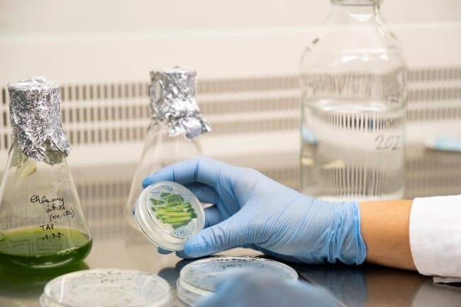 A gloved hand holds a petri dish.