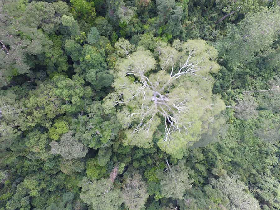 Lianas more likely to infest smaller trees