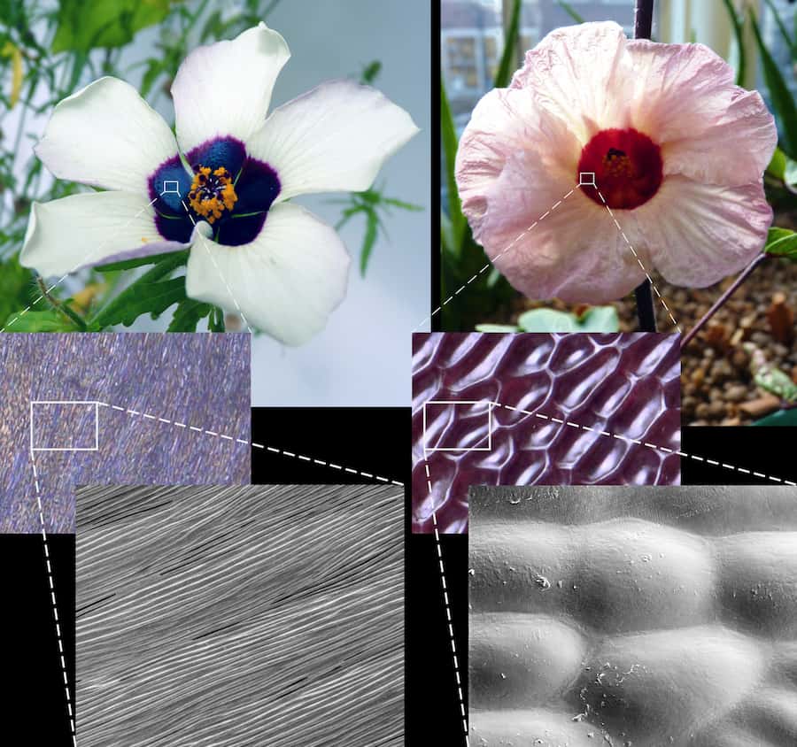 Attracting bees is not always a smooth process for plants