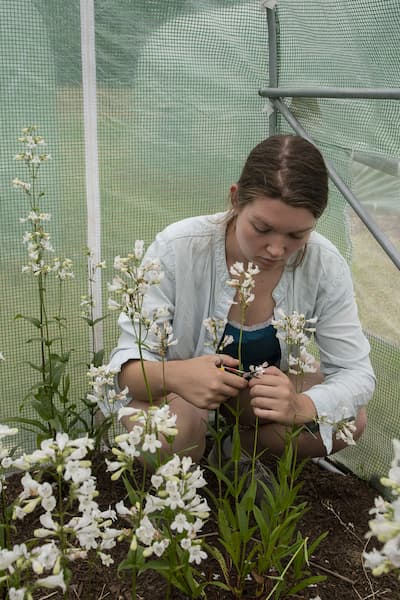 A woman leaning over a plant concentraing on what looks like a pair of nail scissors that she's using to trim a long Penstemon digitalis flower.