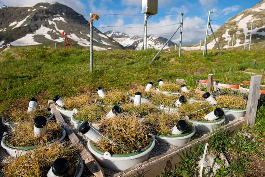 An early start to the growing season doesn’t lead to a longer growing season in the Alps