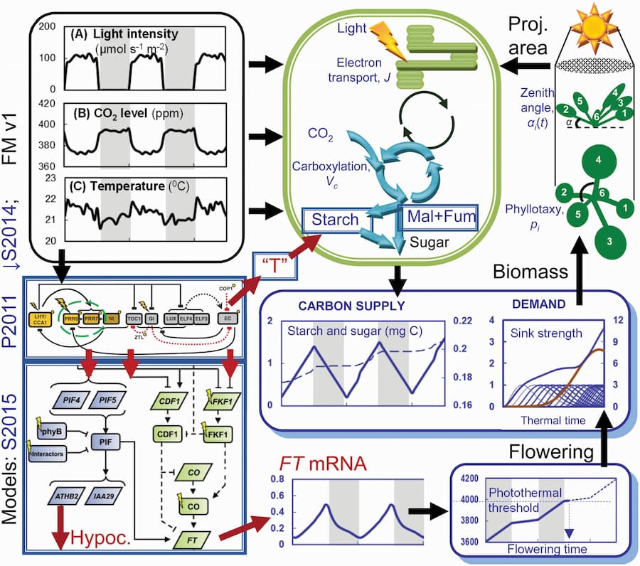 Jet lagged plants pave the way to first digital plant